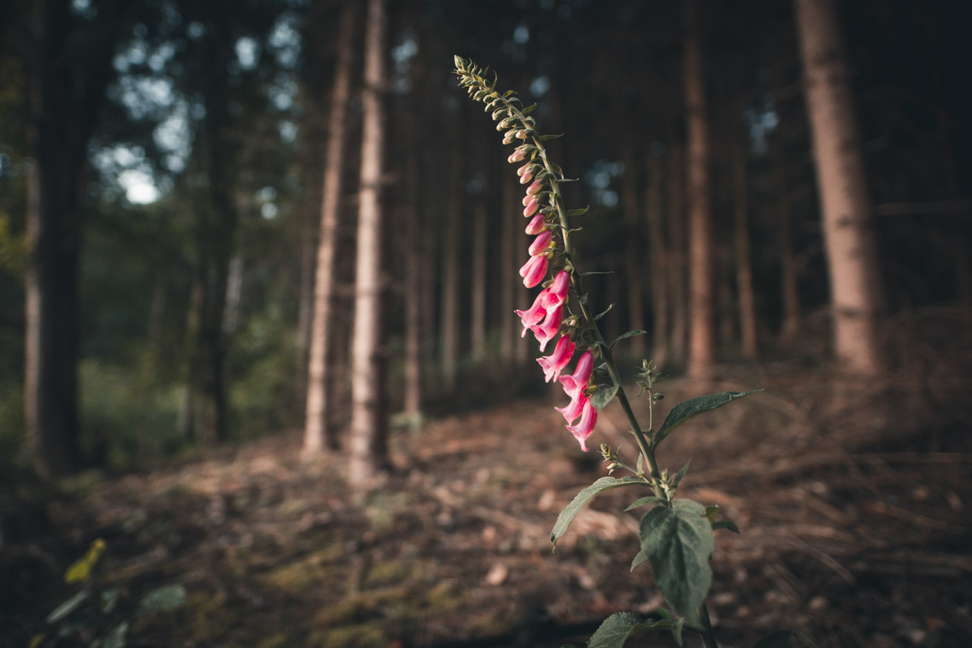 Digitalis purpurea, Fingerhut - Familie: Scrophulariaceae